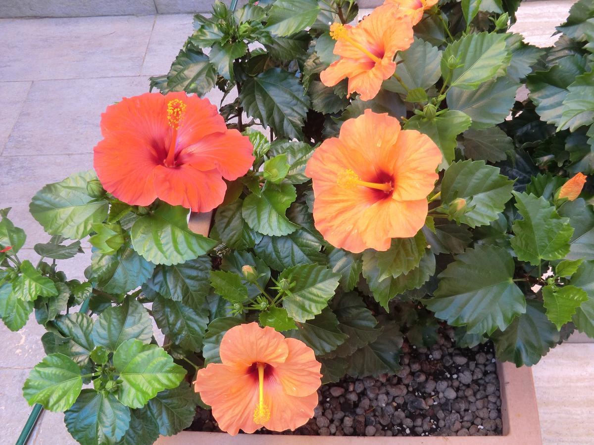 مبيت وإفطار تيفولي Il Giardino Di Alisa المظهر الخارجي الصورة
