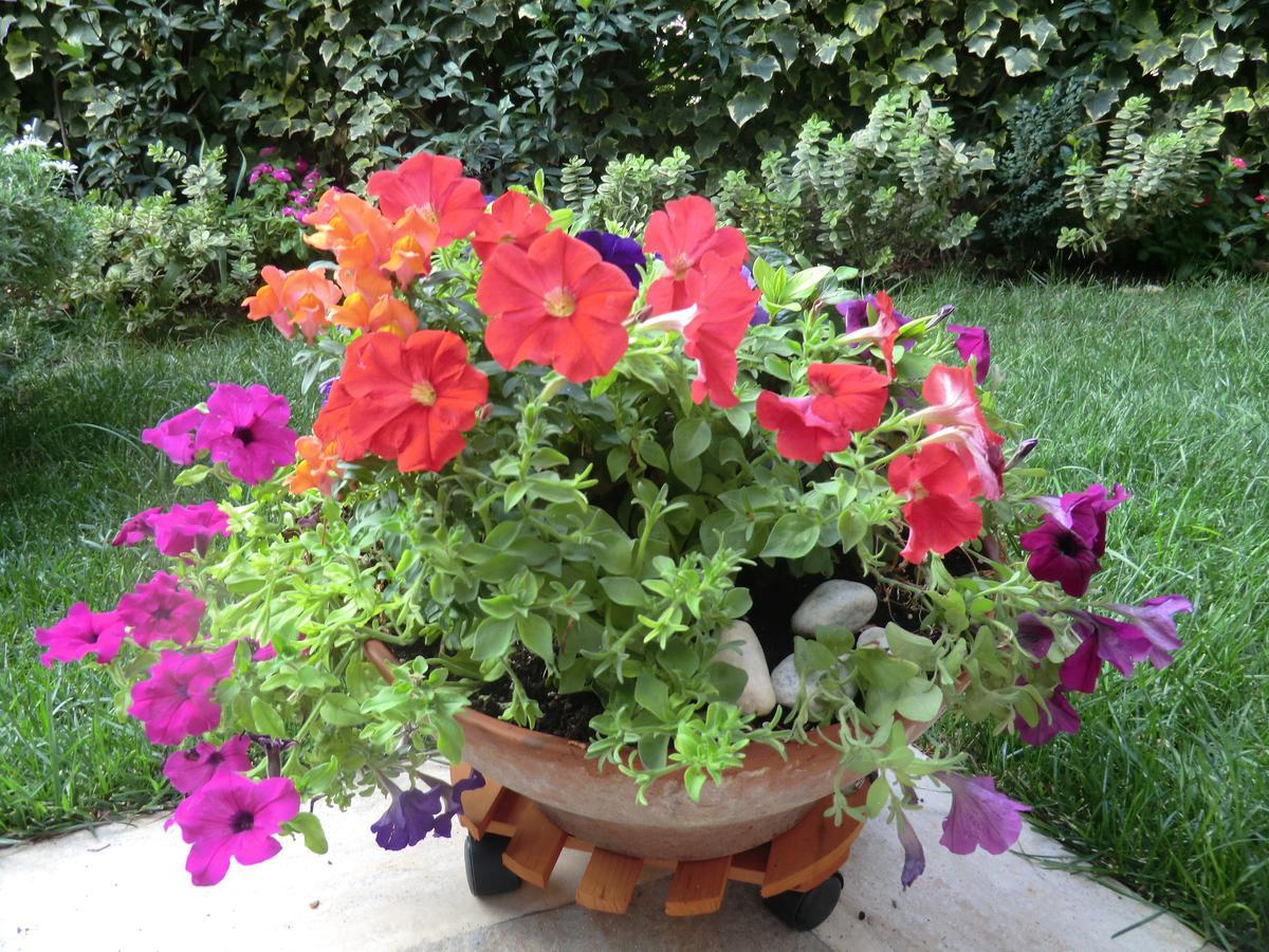 مبيت وإفطار تيفولي Il Giardino Di Alisa المظهر الخارجي الصورة