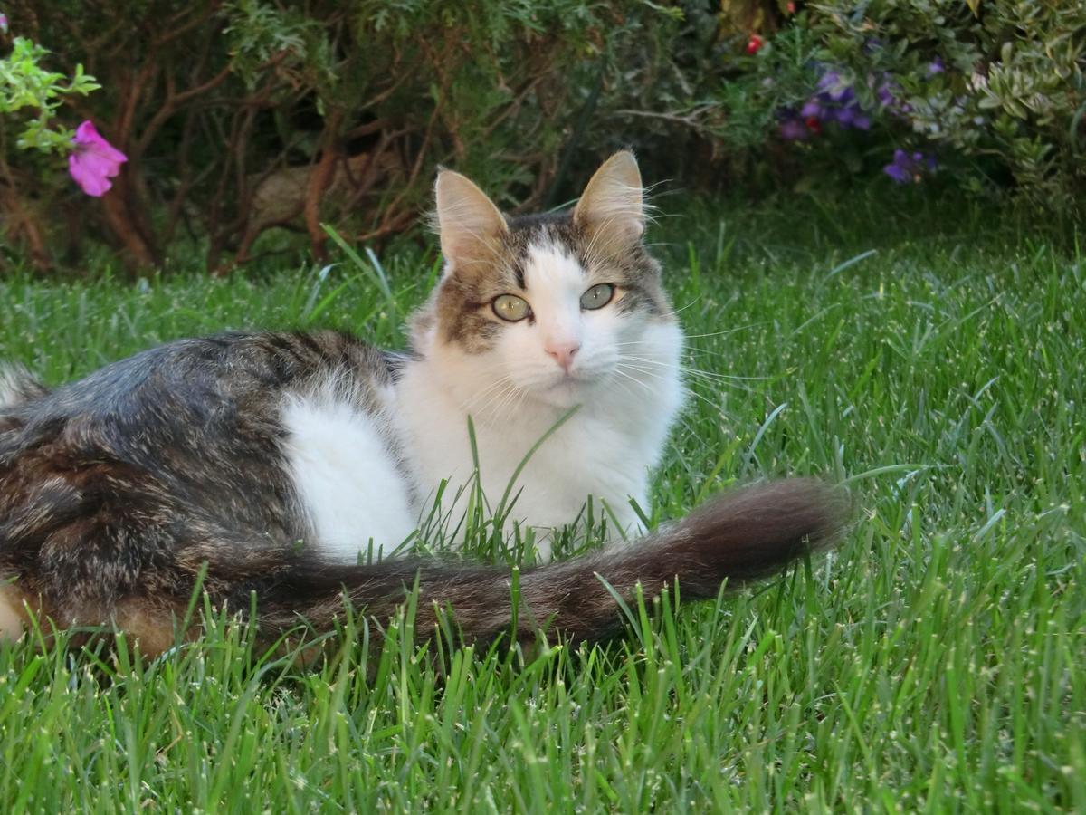 مبيت وإفطار تيفولي Il Giardino Di Alisa المظهر الخارجي الصورة